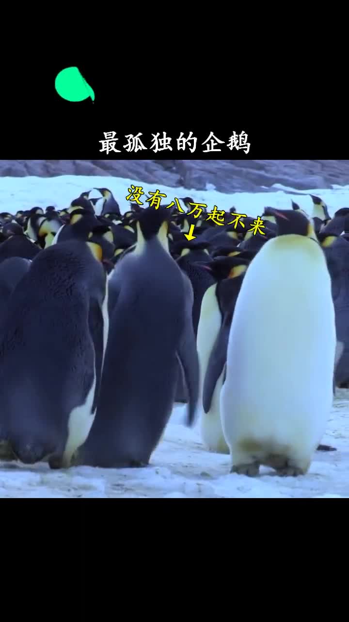 据说企鹅也会抑郁