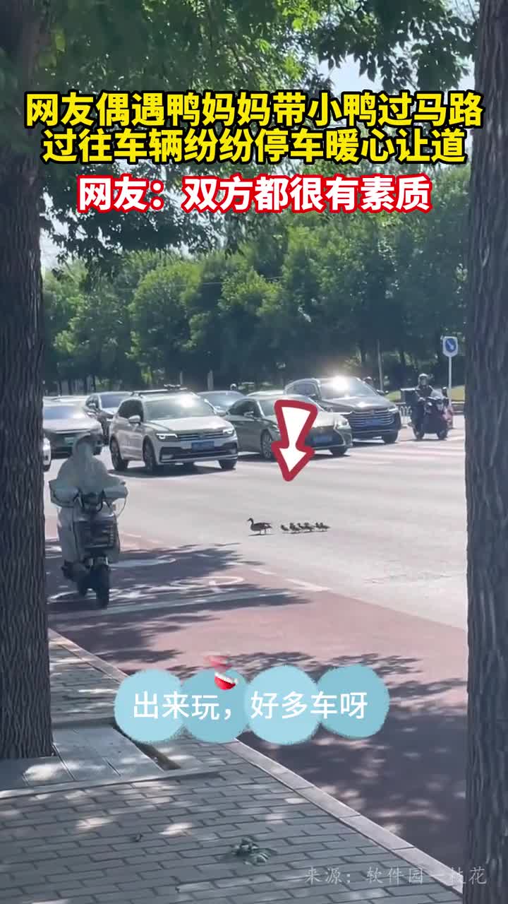 网友偶遇鸭妈妈带小鸭过马路过往车辆纷纷停车暖心让道