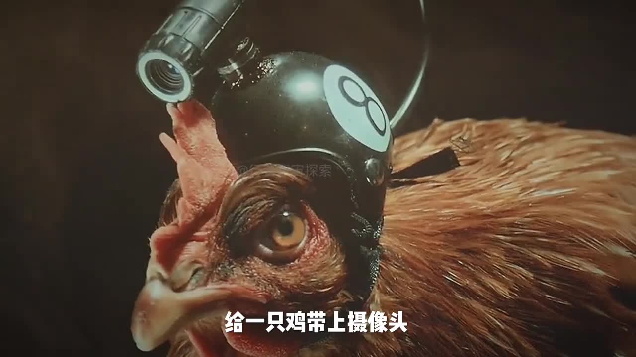 为何鸡头具有强大的防抖功能和稳定性