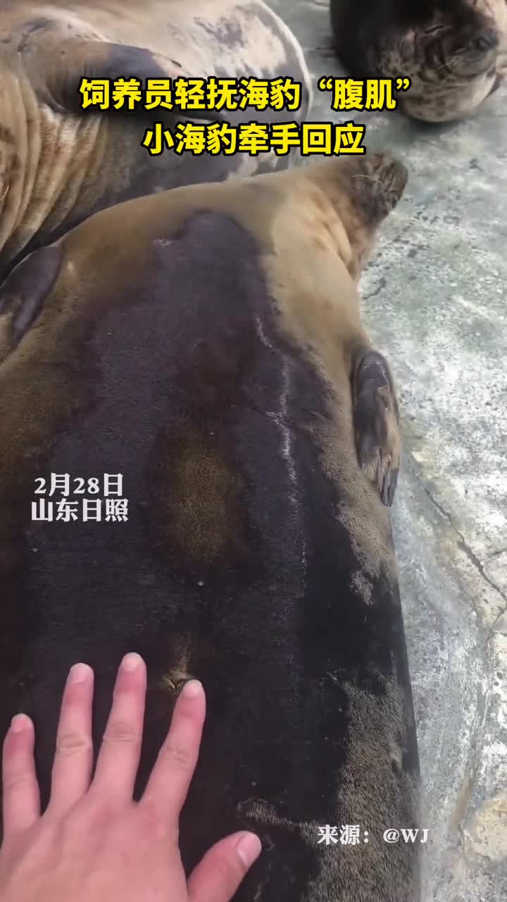 饲养员轻抚海豹腹肌小海豹牵手回应
