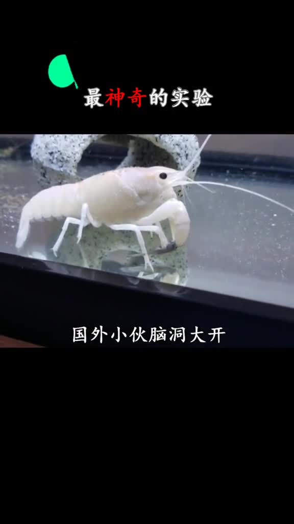 鱼放在牛奶中能养的白白胖胖