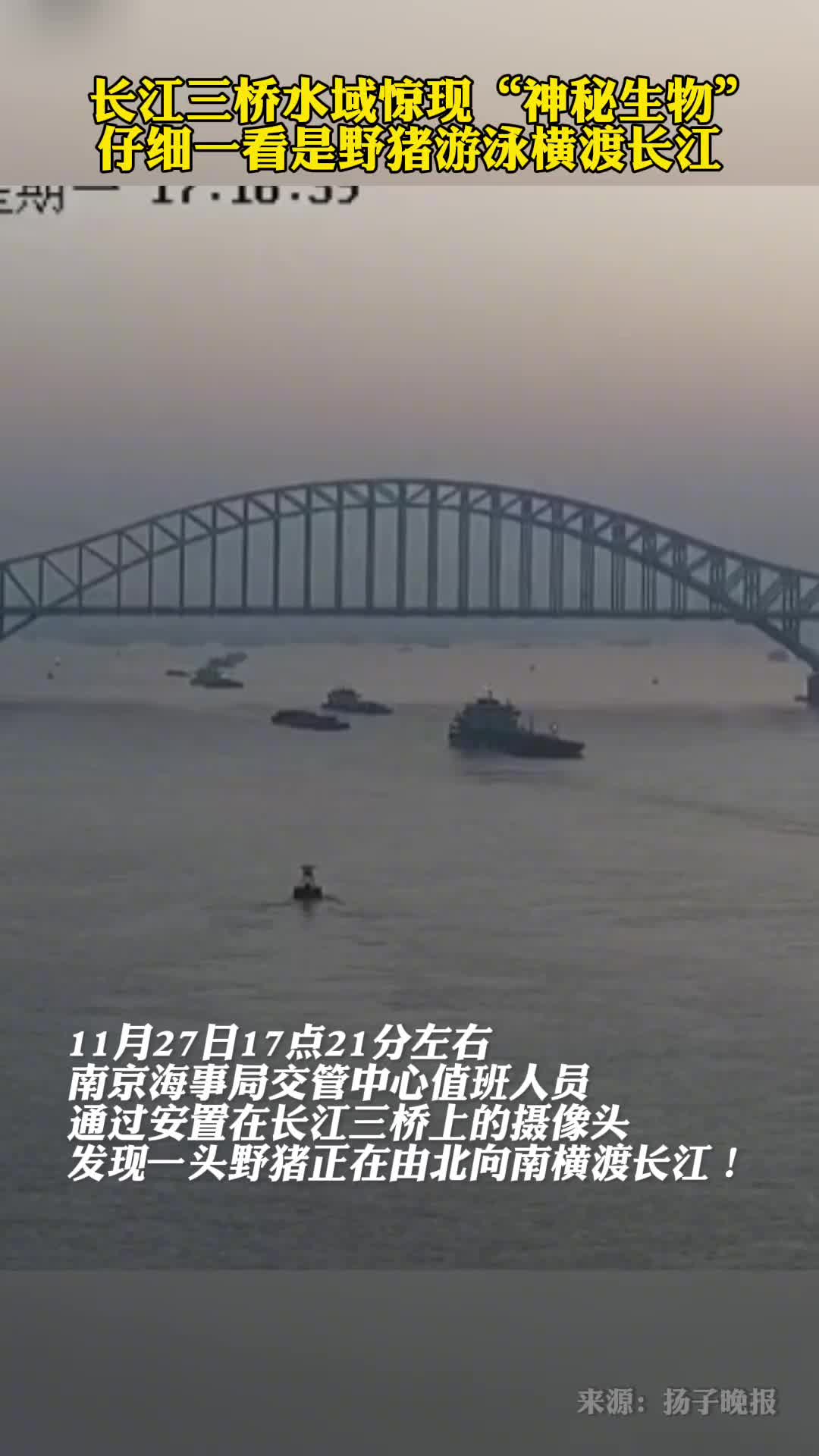 长江三桥水域惊现神秘生物仔细一看是野猪游泳横渡长江