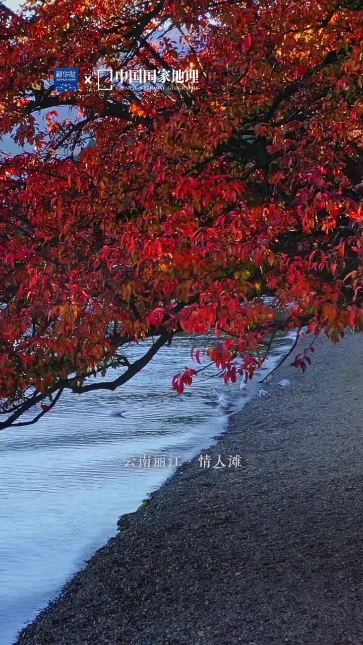 寻一处浪漫的赏秋地在泸沽湖西岸隐藏着一处名为情人滩的赏秋佳境这里水天一色树木成双处处弥漫着浪漫的气息漫步长滩可以将秋日的湖光山色尽收眼底心上也随之泛起涟漪