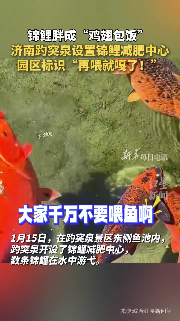锦鲤胖成鸡翅包饭济南趵突泉设置锦鲤减肥中心园区标识再喂就噶了