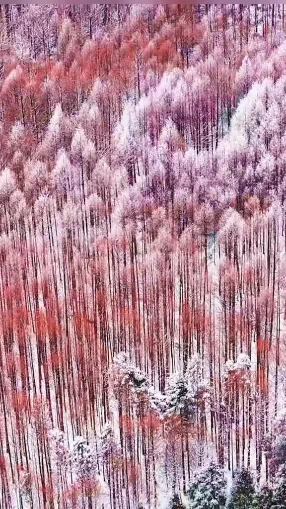 霜原有范任讥谗大雪无痕美水杉一起走进重庆南川山王坪看雪中的童话仙境