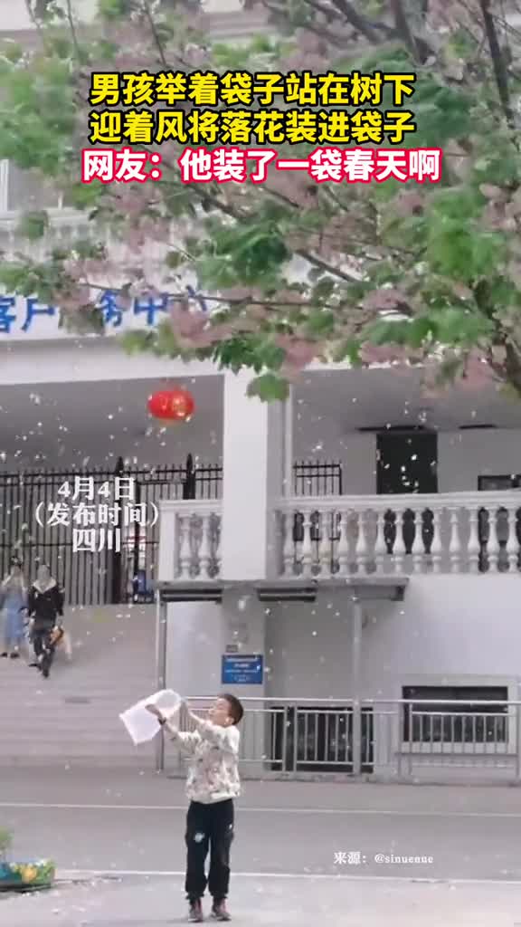 男孩举着袋子站在树下迎着风将落花装进袋子网友他装了一袋春天啊