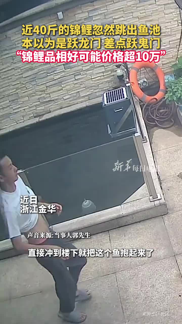 近40斤的锦鲤忽然跳出鱼池本以为是跃龙门差点跃鬼门锦鲤品相好可能价格超10万