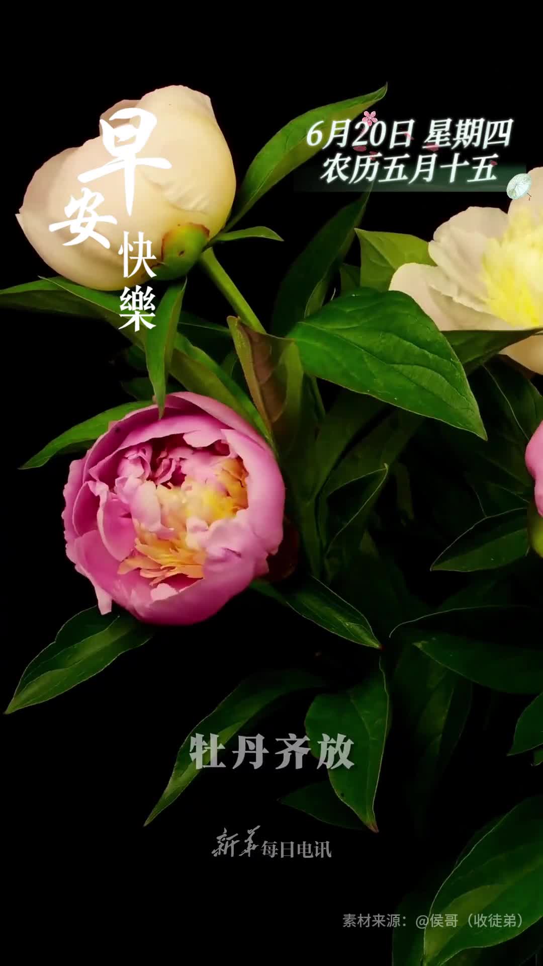 牡丹齐放富贵满堂新的一天愿您好运随花到幸福翩翩来早安