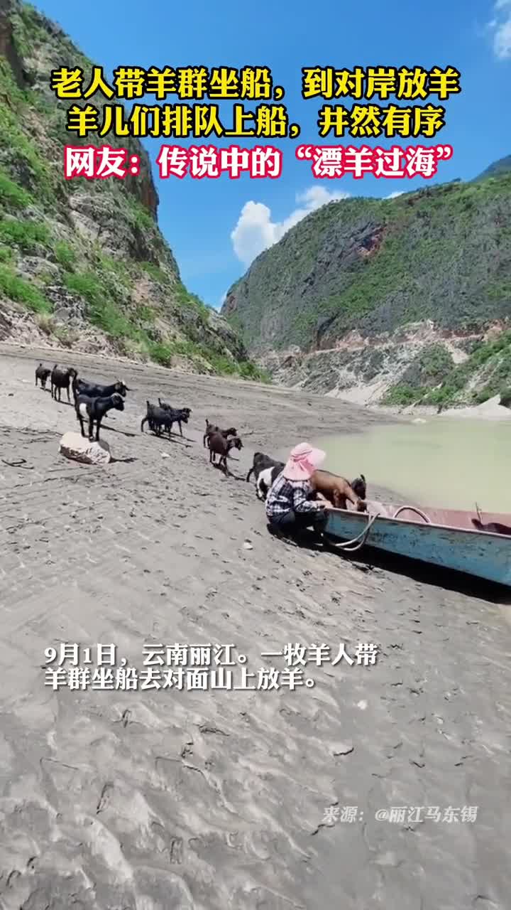 老人带羊群坐船到对岸放羊羊儿们排队上船井然有序