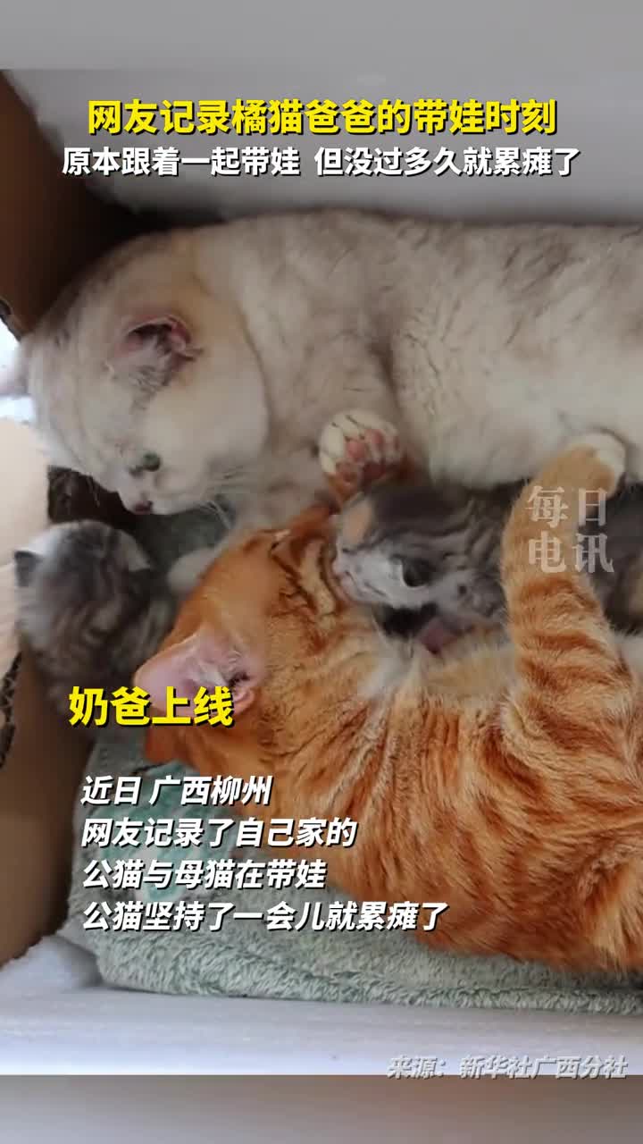 网友记录橘猫爸爸的带娃时刻原本跟着一起带娃但没过多久就累瘫了