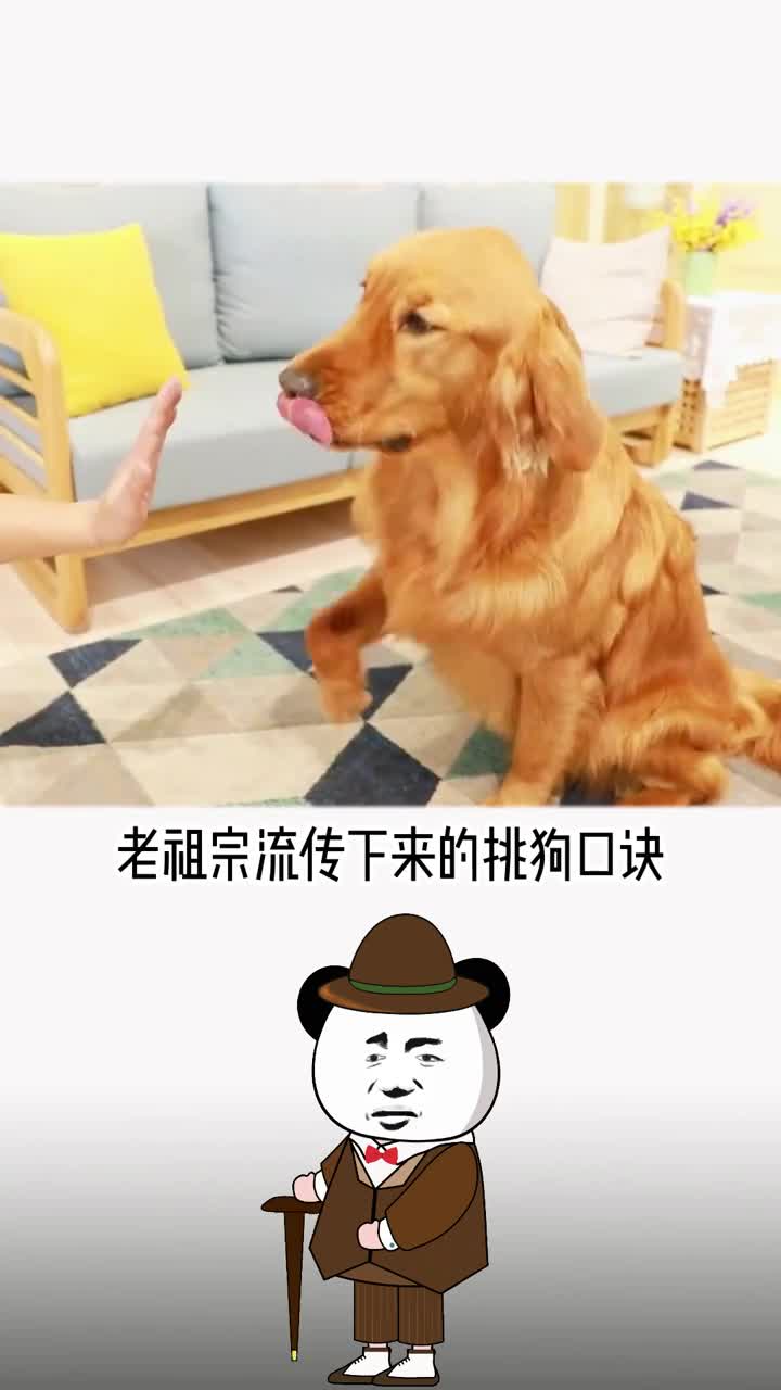 这个挑狗口诀一定要记牢教你能养一条好狗