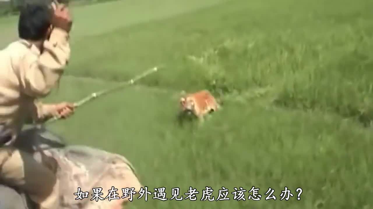 如果在野外遇见老虎该怎么办学会关键一招能保命