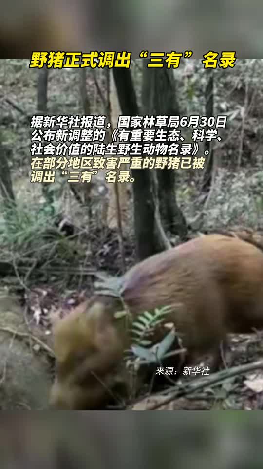 野猪正式调出三有名录
