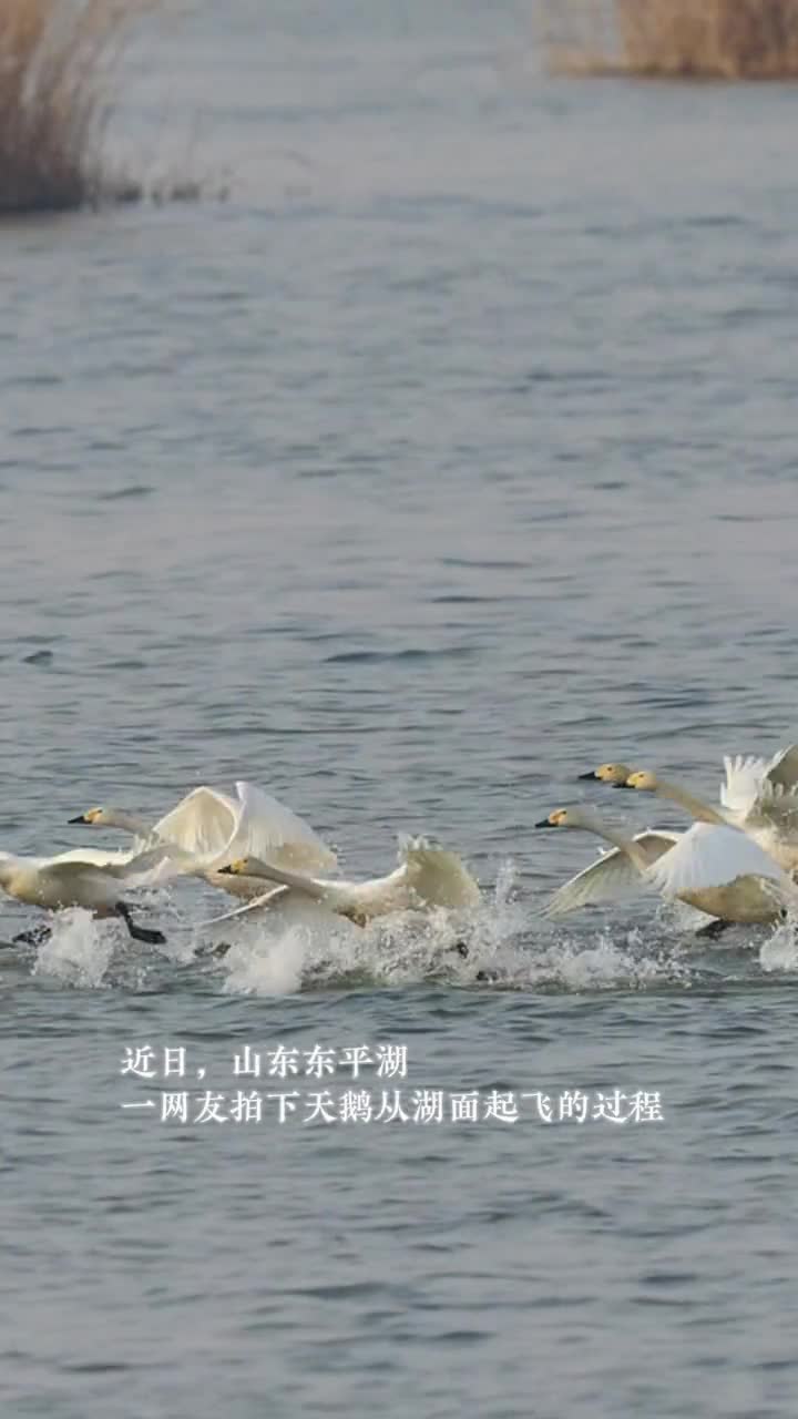 近日山东东平湖网友拍下天鹅从湖面起飞成群结队动作优雅