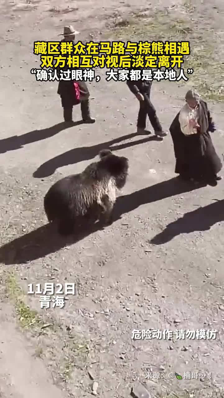 藏区群众在马路与棕熊相遇双方相互对视后淡定离开