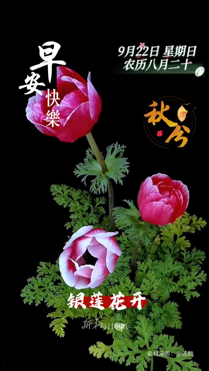 银莲花开见者安康今天是农历八月二十时值秋分祝您和家人心想事成十全十美早安