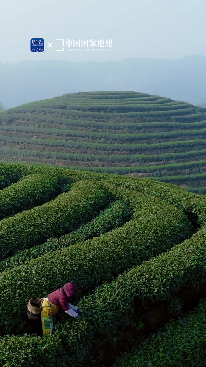 令人惊叹的大地指纹在四川雅安层层叠叠的茶树遍布山峦仿若大地的指纹随着起伏的山势有序铺展片片茶山碧绿如染茶香悠远绿意盎然展现了茶文化的隐逸与质朴