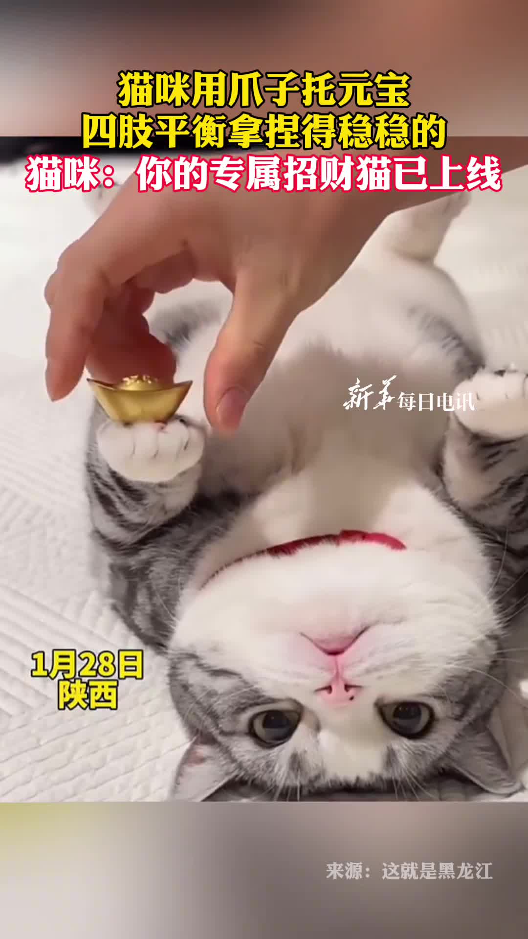 猫咪用爪子托元宝四肢平衡拿捏得稳稳的猫咪你的专属招财猫已上线