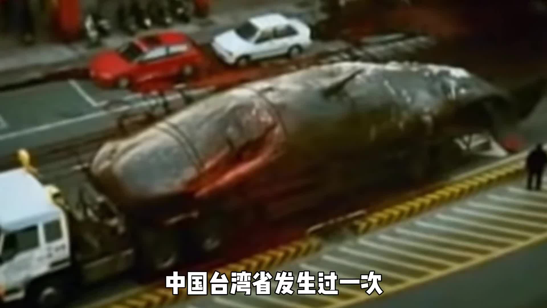 鲸爆到底有多恐怖围观群众至今有阴影