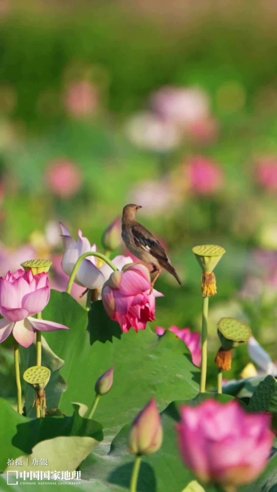8张定格夏日壁纸把夏的味道装进回忆里