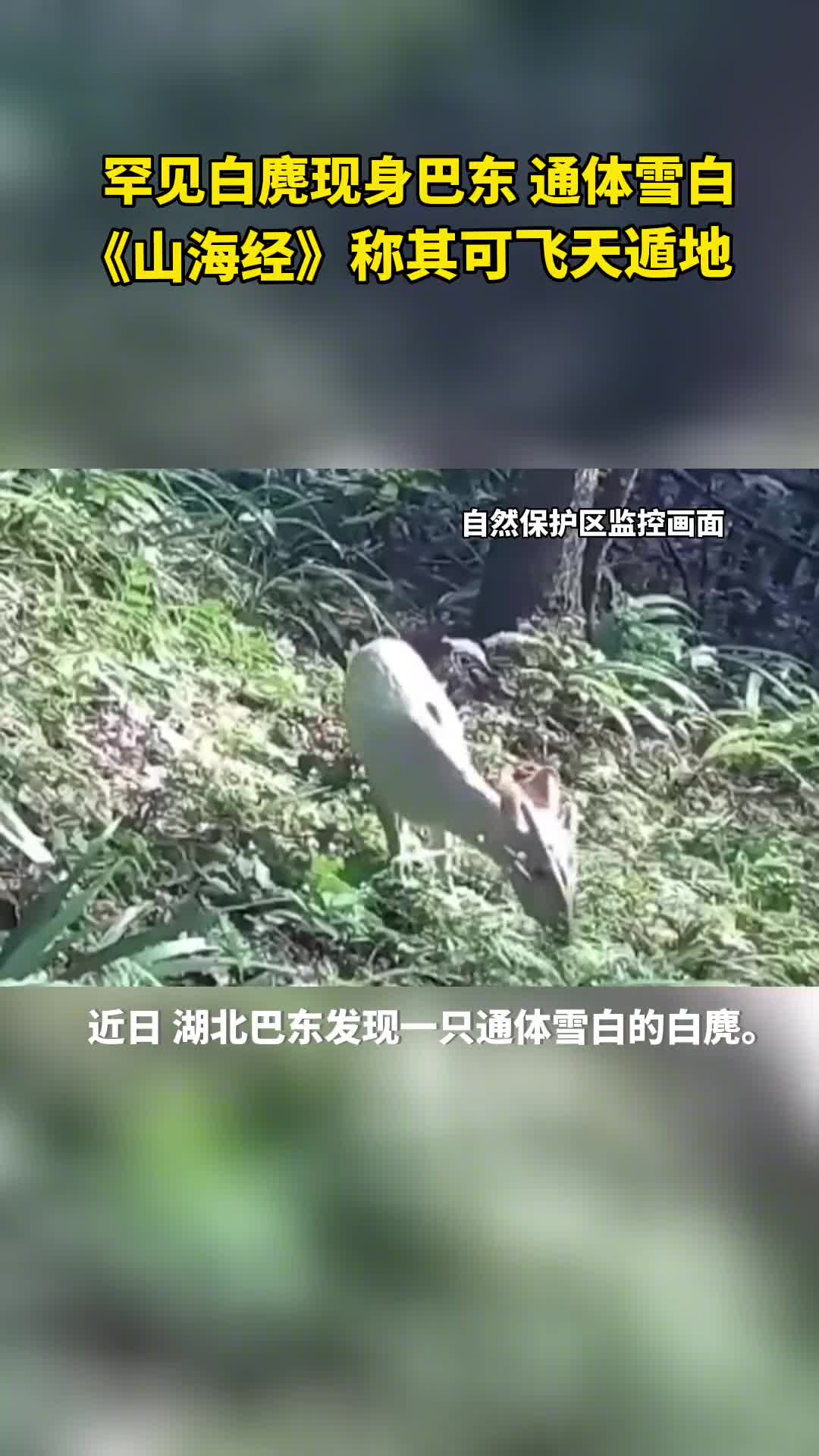 罕见白麂现身湖北巴东通体雪白山海经称其可飞天遁地