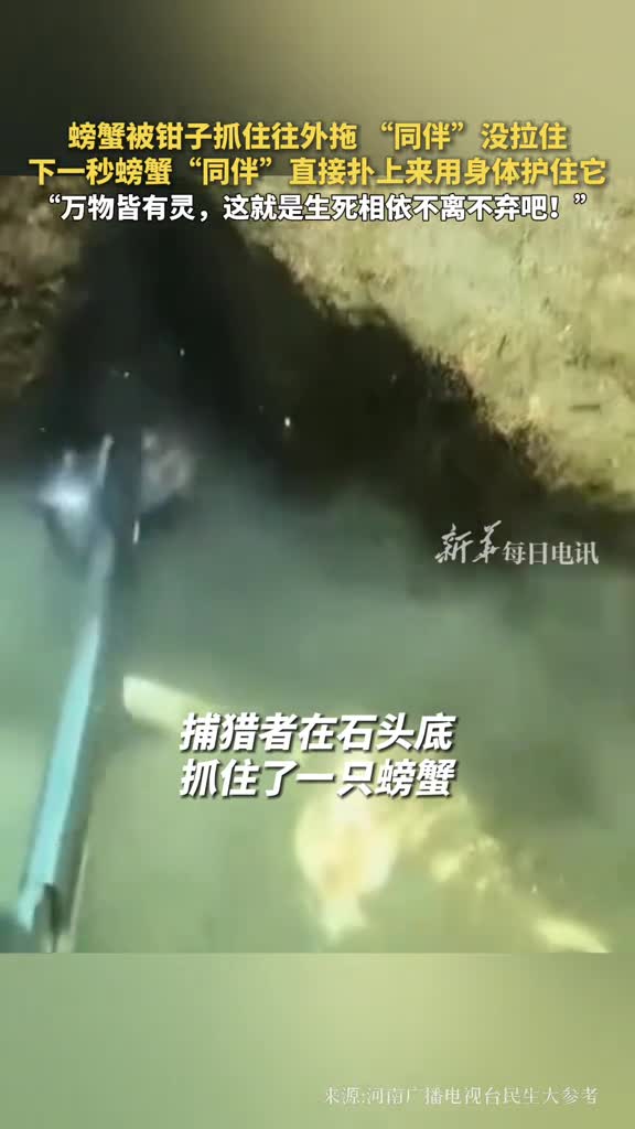 螃蟹被钳子抓住往外拖同伴没拉住下一秒螃蟹同伴直接扑上来用身体护住它万物皆有灵这就是生死相依不离不弃吧