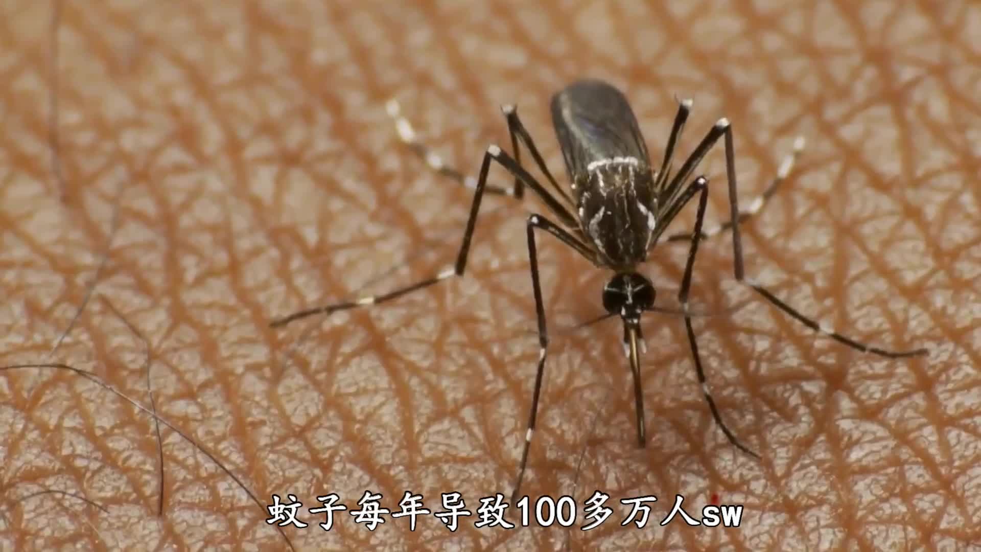 蚊子每年导致100多万人死亡当人类消灭了所有蚊子会发生什么