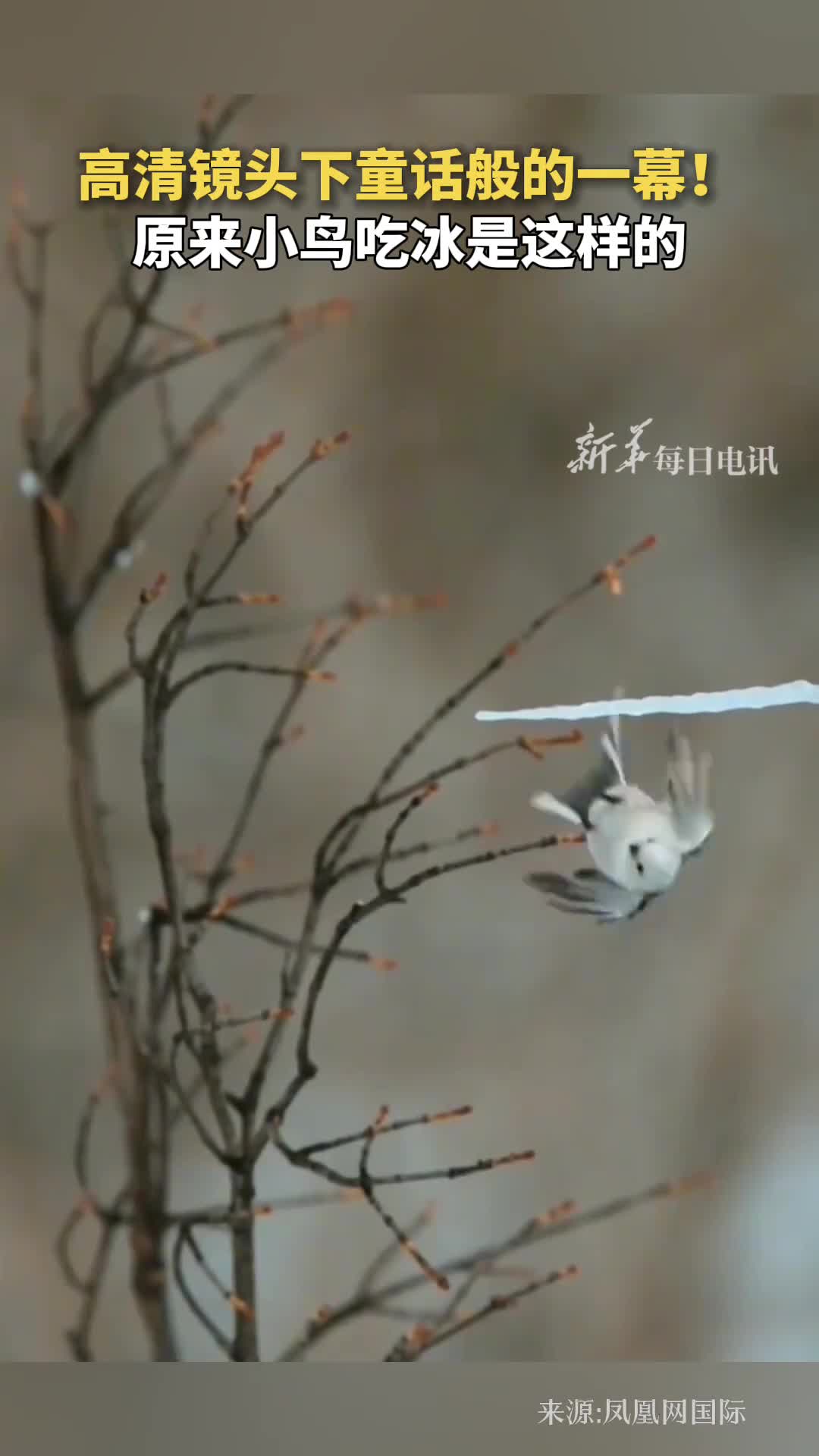 高清镜头下童话般的一幕原来小鸟吃冰是这样的