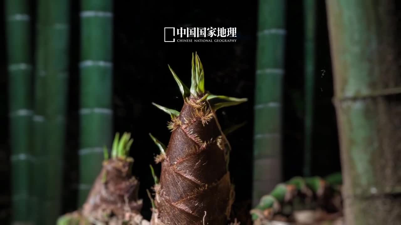 东风散为雨春回万物兴雨水节气如其名是春季降水增多的时候