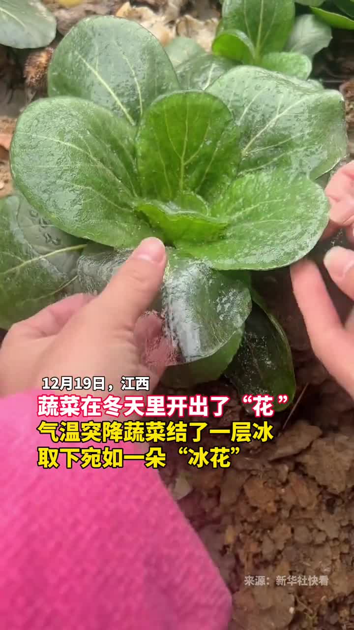 蔬菜在冬天中开出了花气温突降蔬菜结了一层冰取下宛如一朵冰花