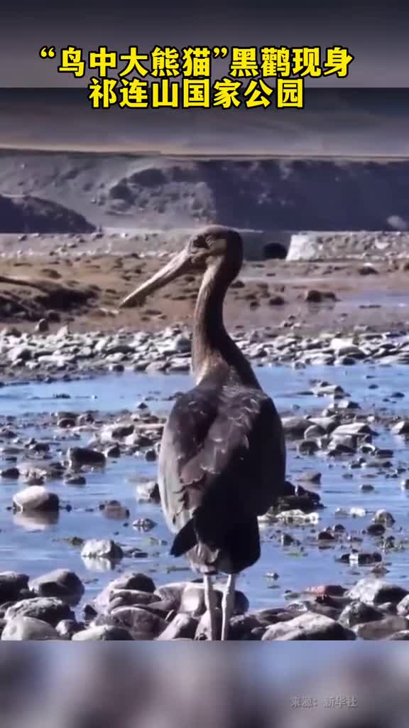 祁连山国家公园鸟中大熊猫黑鹳现身保护成效明显