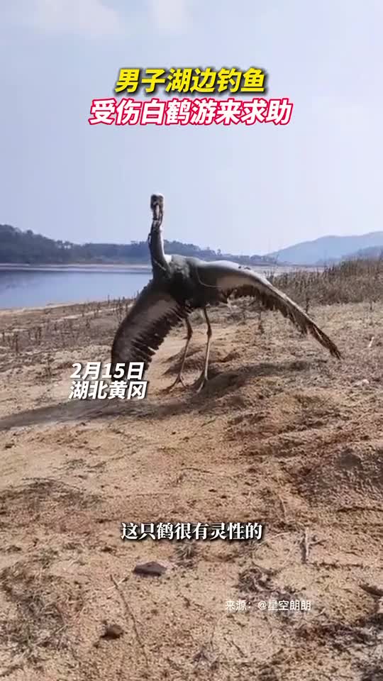 翼展22米白鹤受伤后游向钓友求助