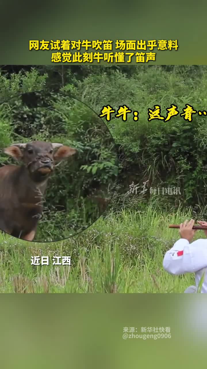 网友试着对牛吹笛场面出乎意料感觉此刻牛听懂了笛声
