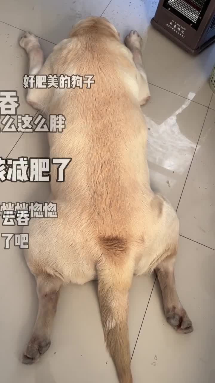 警犬云吞因肥胖被要求减肥别催已经在减啦