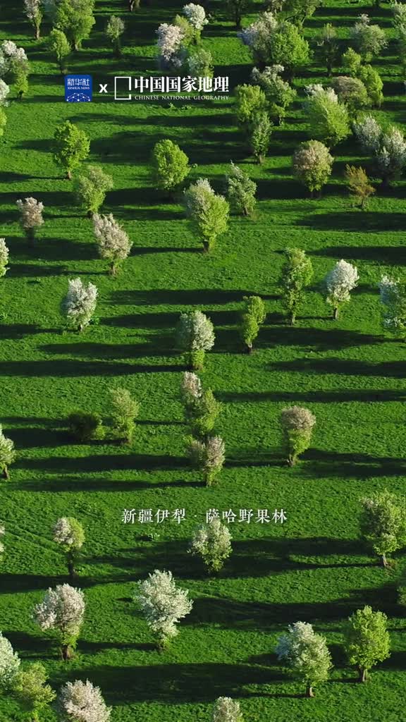 五月你好在新疆伊犁的萨哈野果林铺展在葱茏大地上的果树将五月的浪漫演绎到极致霏霏甘露润泽山坡野果林蓓蕾初绽片片新绿漫无边际俨然一幅流光溢彩的画卷