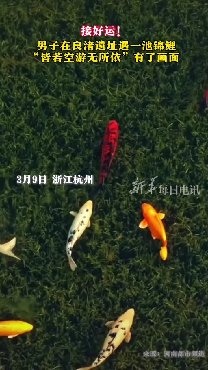 男子在良渚遗址遇一池锦鲤皆若空游无所依有了画面