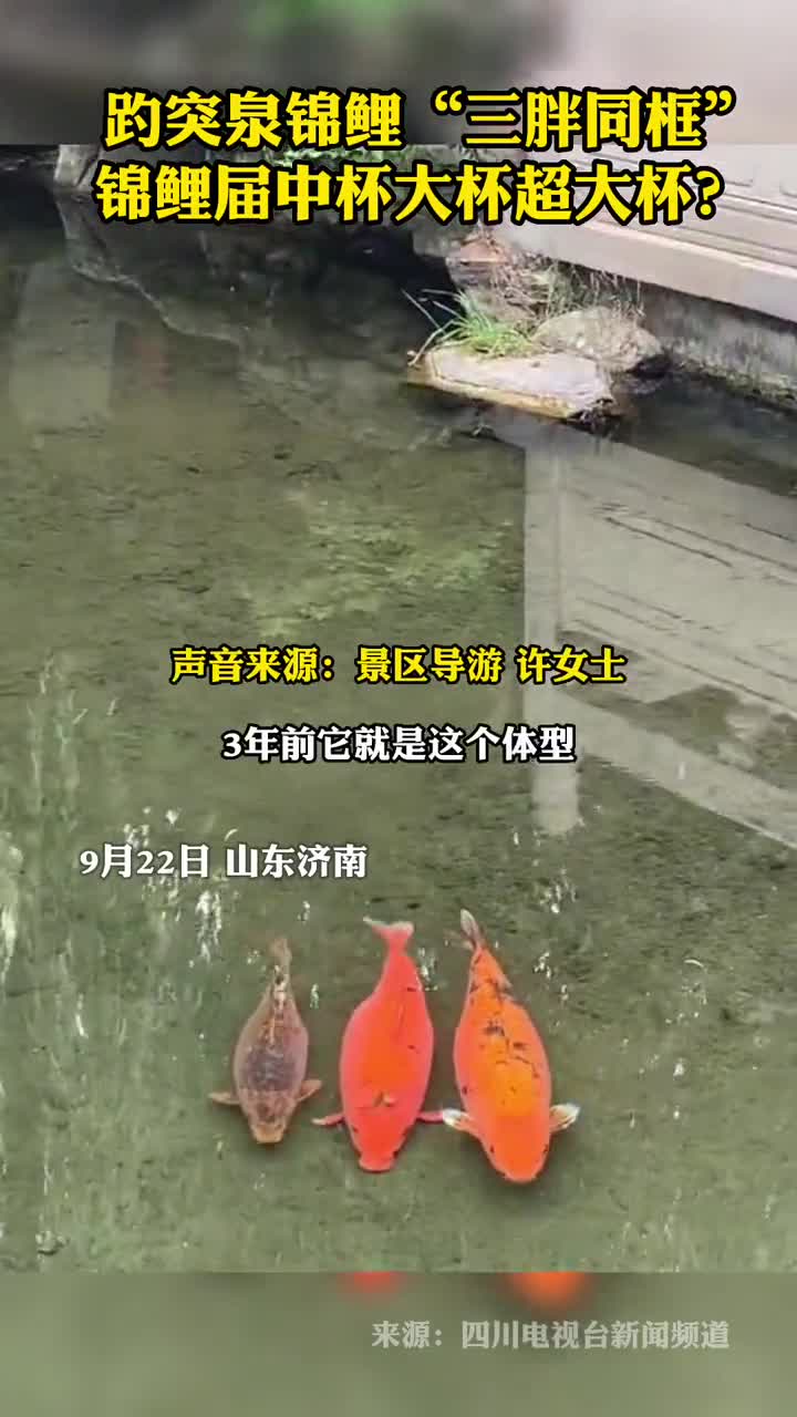 趵突泉锦鲤三胖同框锦鲤届中杯大杯超大杯