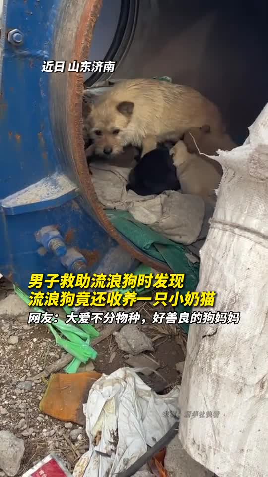 男子救助流浪狗时发现流浪狗竟还收养一只小奶猫网友大爱不分物种好善良的狗妈妈