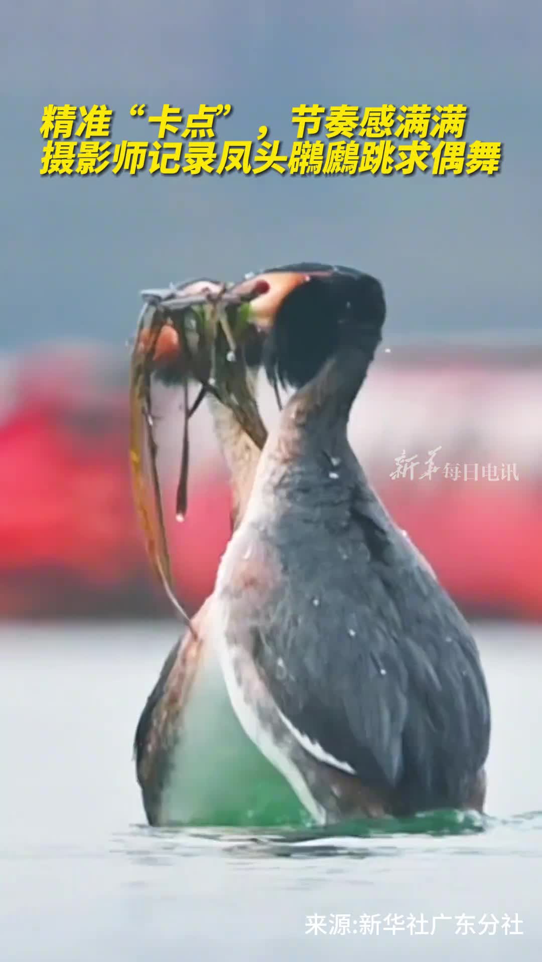精准卡点节奏感满满摄影师记录凤头鸊鷉跳求偶舞拍摄者潘学兵