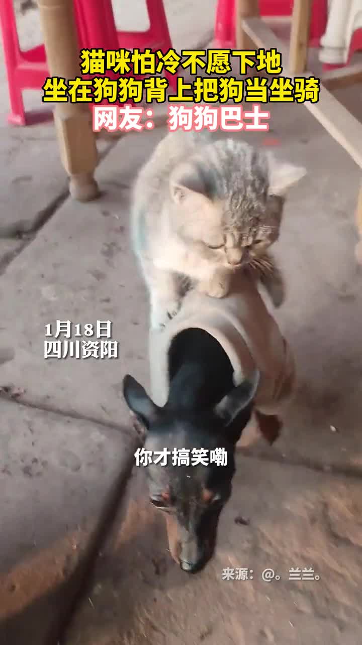 猫咪怕冷不愿下地坐在狗狗背上把狗当坐骑