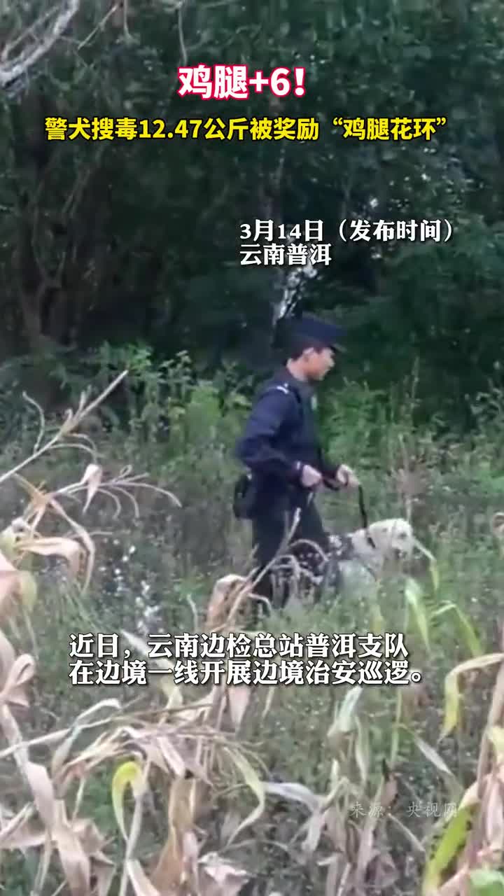 鸡腿6警犬搜毒1247公斤被奖励鸡腿花环