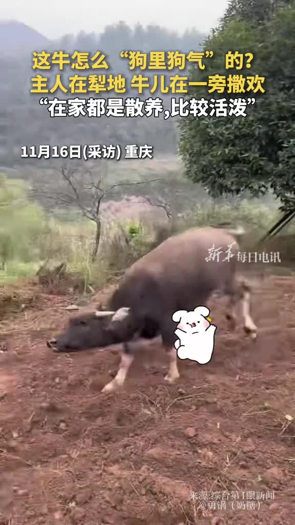 这牛怎么狗里狗气的主人在犁地牛儿在一旁撒欢在家都是散养比较活泼勇锅奶糖