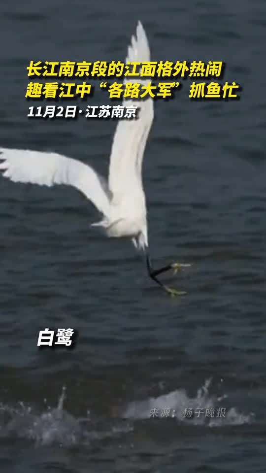 长江南京段的江面格外热闹趣看江中各路大军抓鱼忙