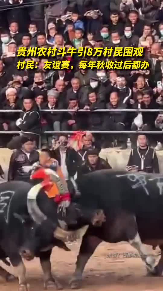 贵州农村斗牛引8万村民围观村民友谊赛每年秋收过后都办