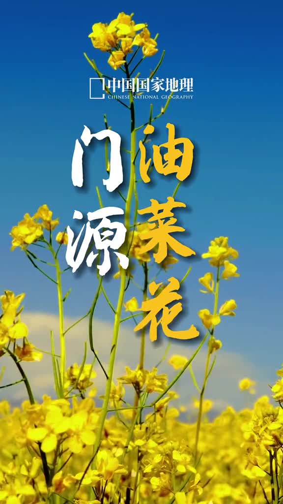 一个心仪已久的地方那里有童话般的油菜花海