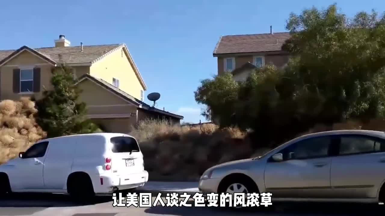 让美国人谈之色变的风滚草为什么在中国却不见踪影