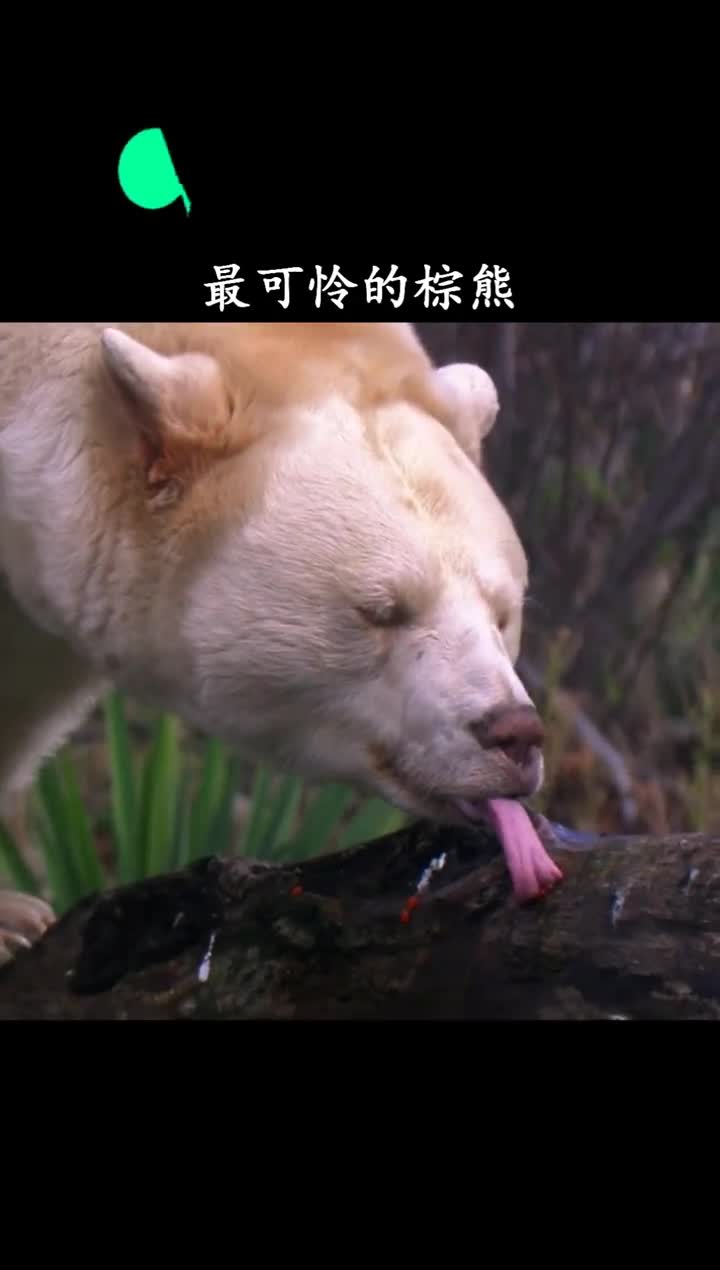 棕熊我是谁我在哪为什么这么冷