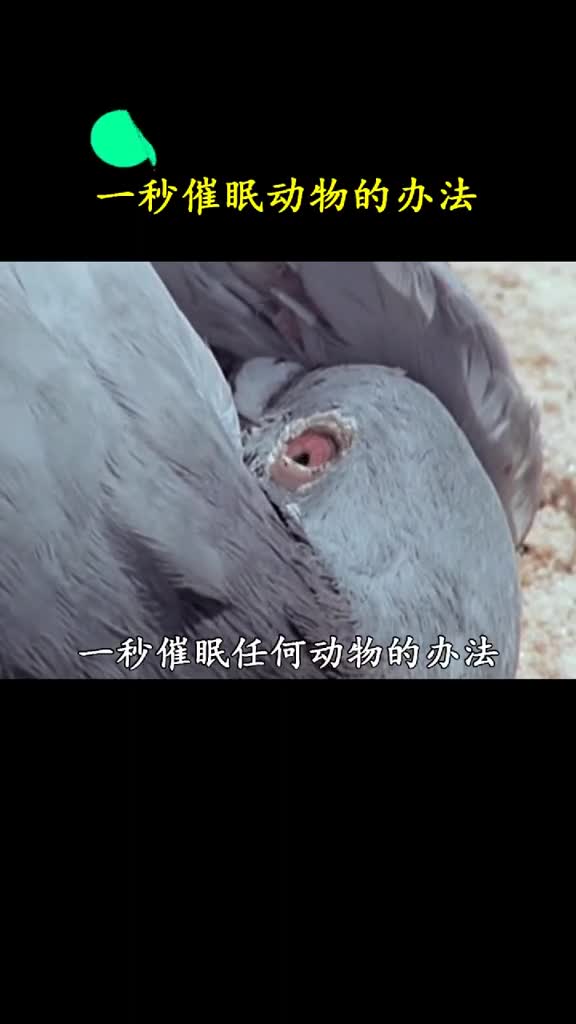 对狗熊试了试确实很好用就是有点费手