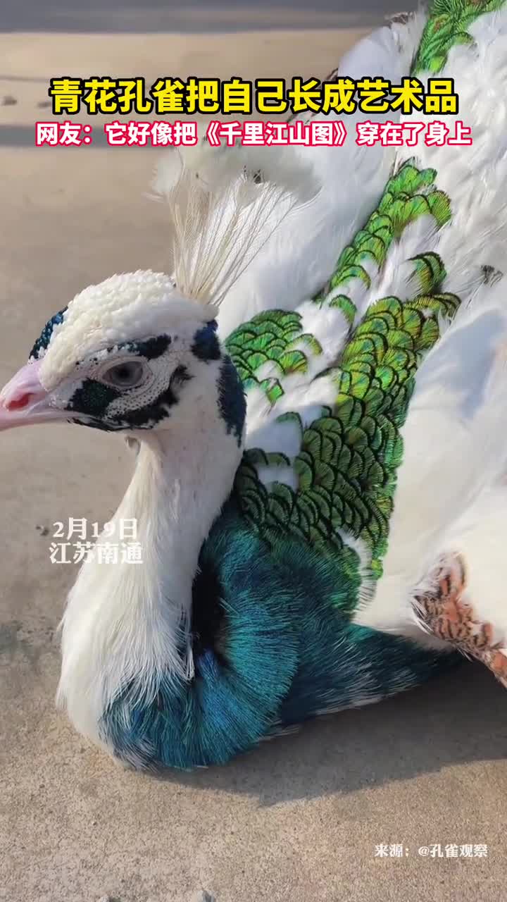 青花孔雀把自己长成艺术品网友它好像把千里江山图穿在了身上