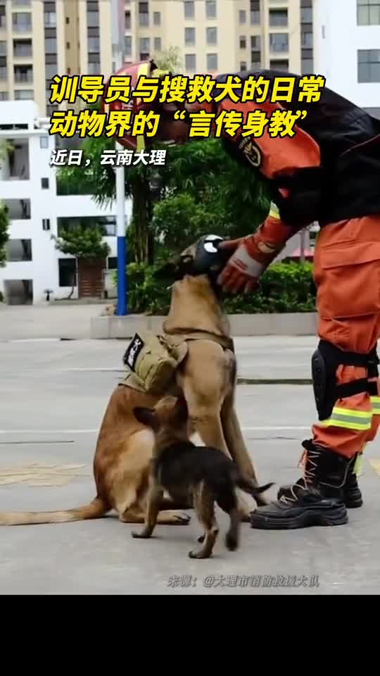 训导员与搜救犬的日常动物界的言传身教